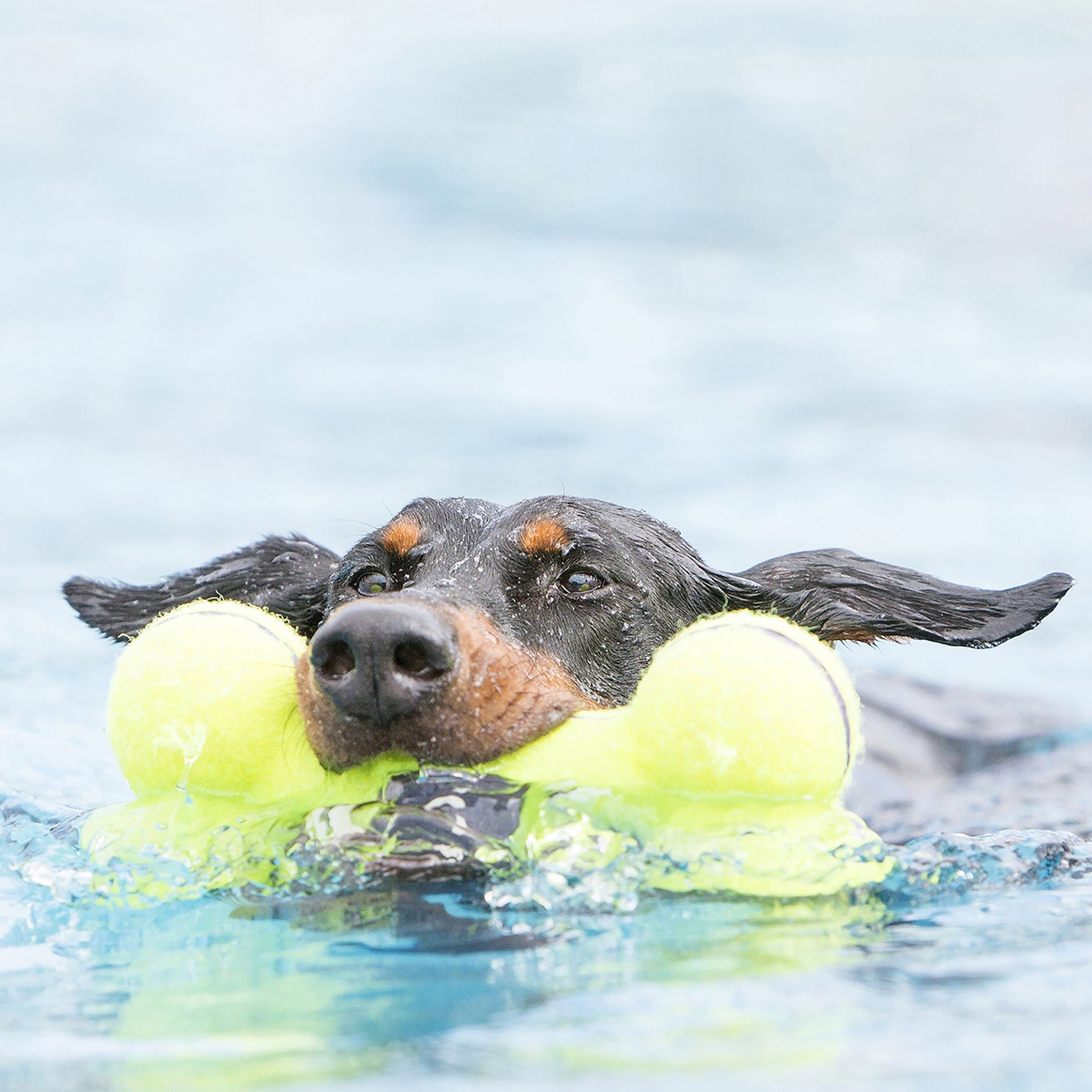 AirDog Squeaker Bone